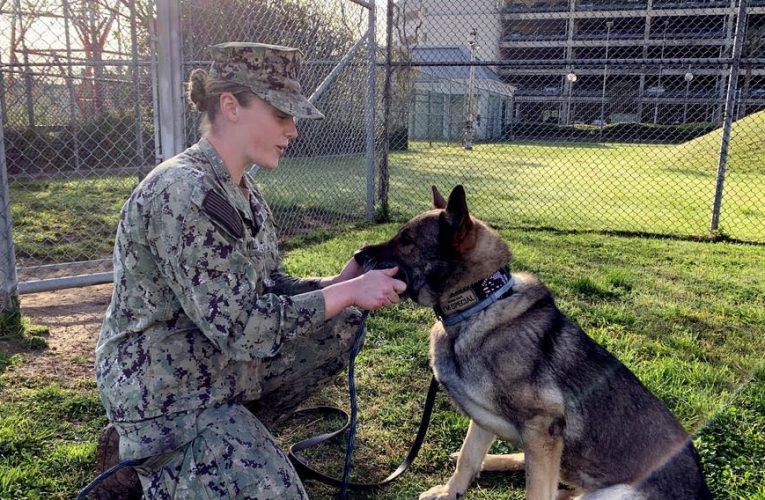 All paws on deck: Army veterinarian, Navy hospital form treatment tandem for working dogs￼